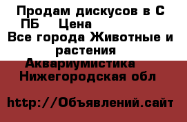 Продам дискусов в С-ПБ. › Цена ­ 3500-4500 - Все города Животные и растения » Аквариумистика   . Нижегородская обл.